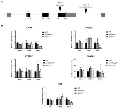 The Anaphase Promoting Complex/Cyclosome Subunit 11 and Its Role in Organ Size and Plant Development